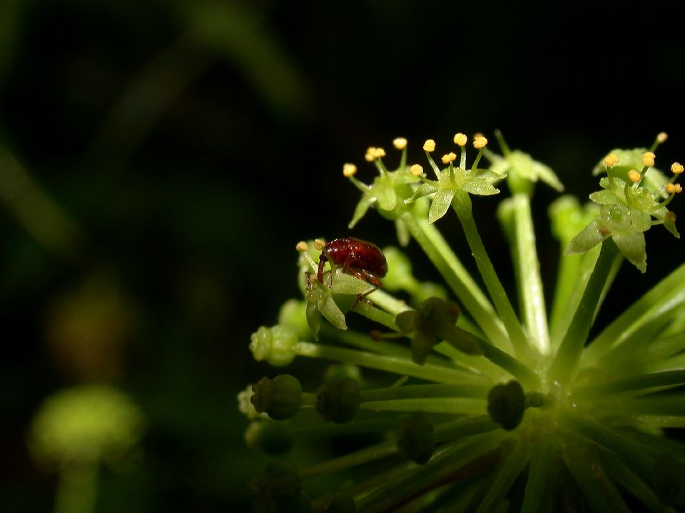 Curculionidae  