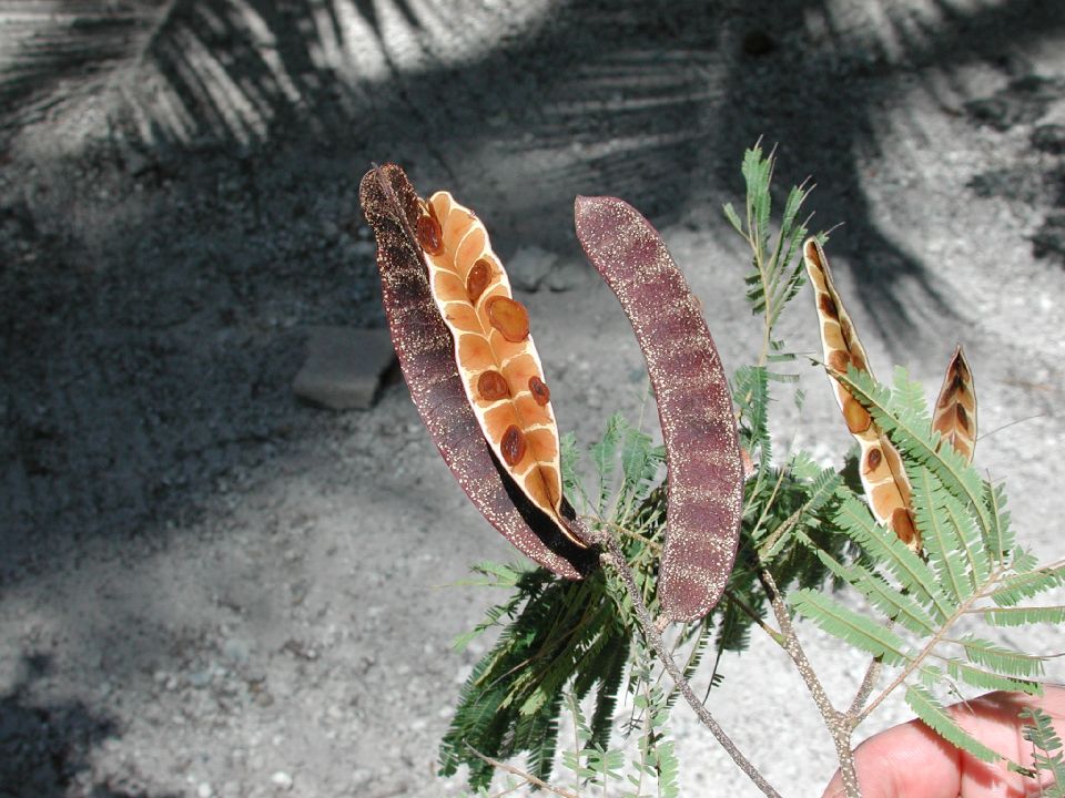 Fabaceae Anadenanthera 