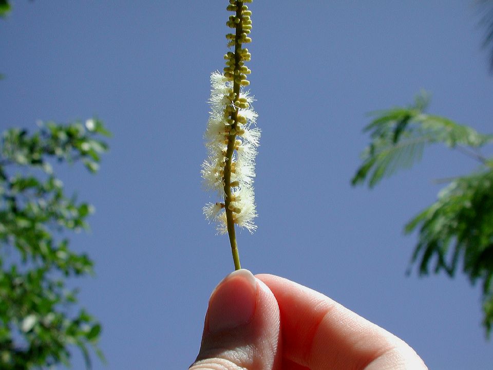 Fabaceae Anadenanthera 