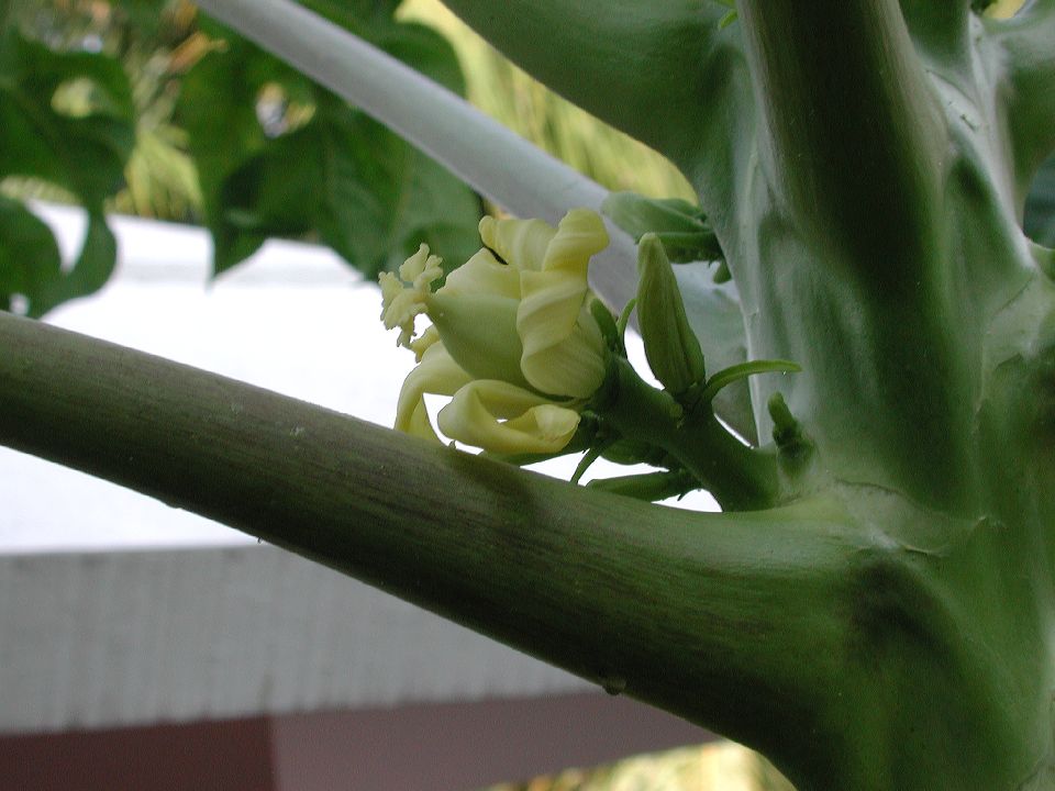 Caricaceae Carica papaya