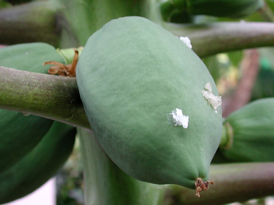 Caricaceae Carica papaya