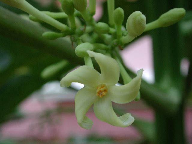 Caricaceae Carica papaya