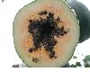 image of Carica papaya