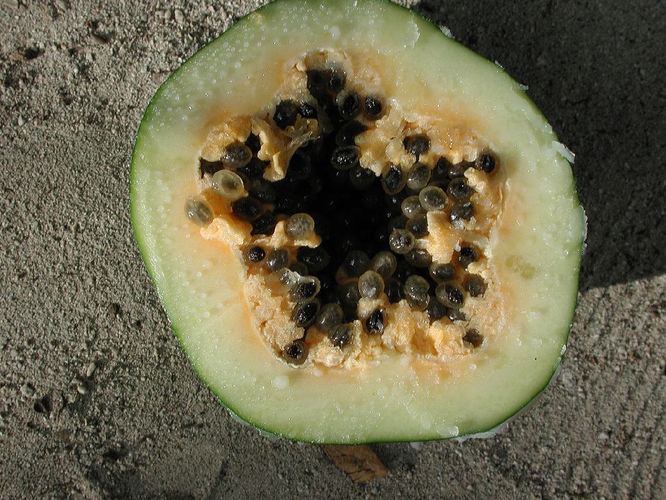 Caricaceae Carica papaya