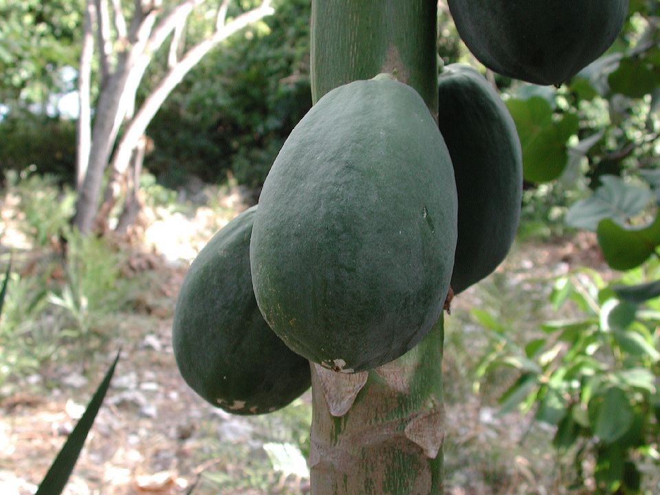 Caricaceae Carica papaya