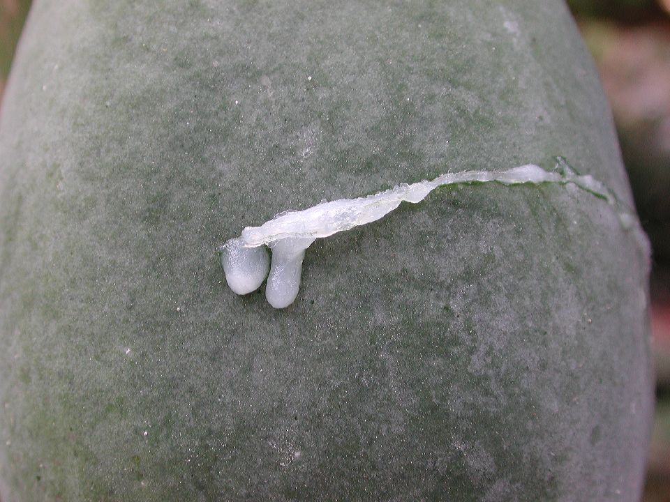 Caricaceae Carica papaya