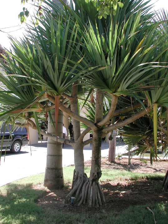 Pandanaceae Pandanus utilis