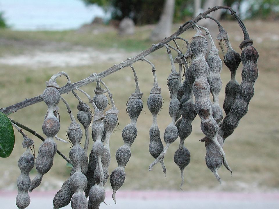 Fabaceae Sophora 