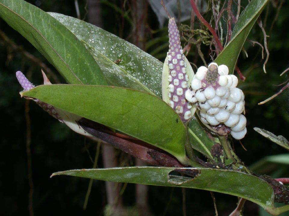 Araceae Anthurium 