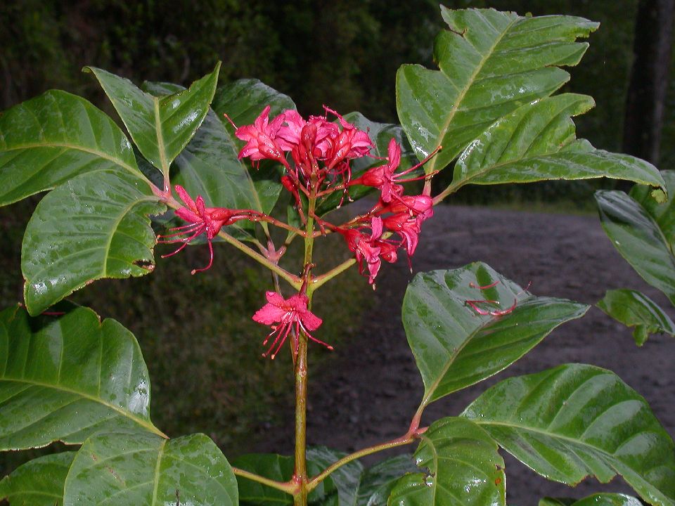 Hippocastanaceae Billia hippocastanum