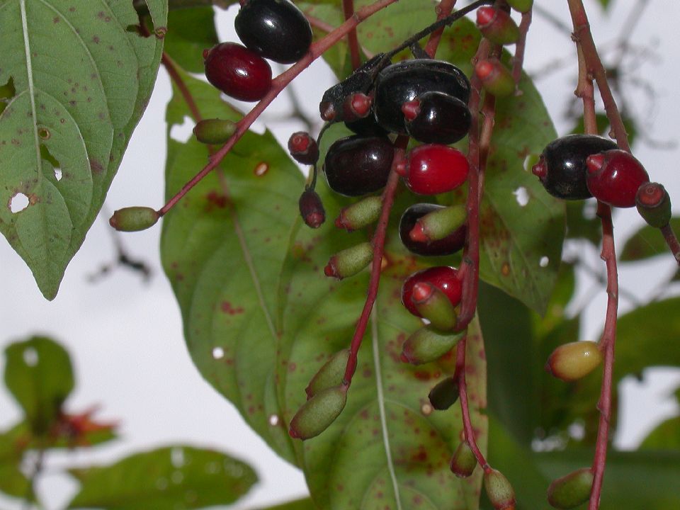 Rubiaceae Hamelia 