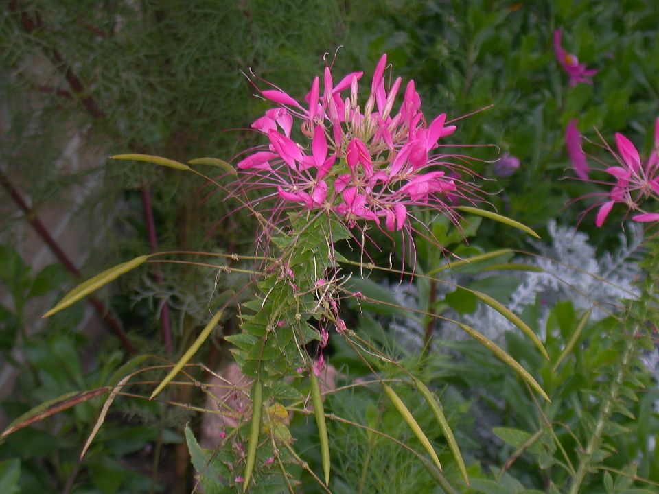 Cleomaceae Cleome hassleriana