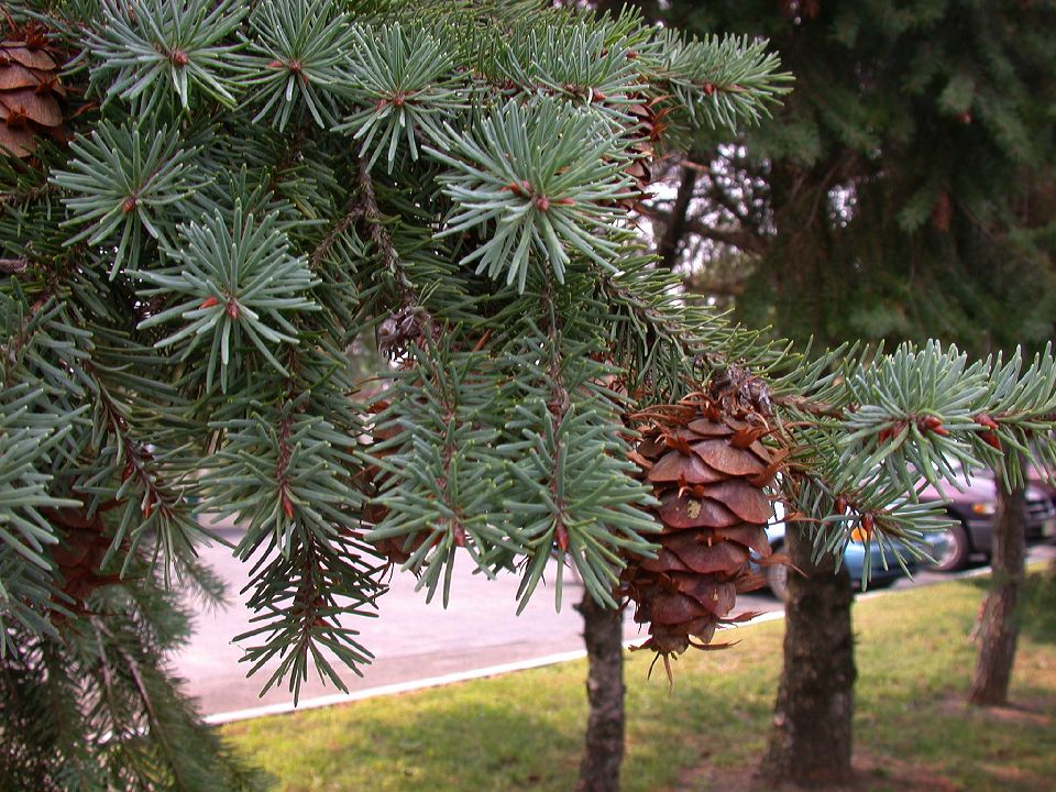 Pinaceae Pseudotsuga menziesii