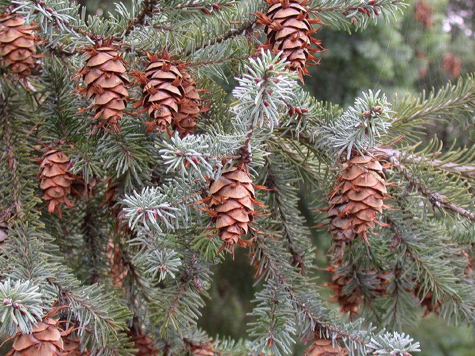 Pinaceae Pseudotsuga menziesii