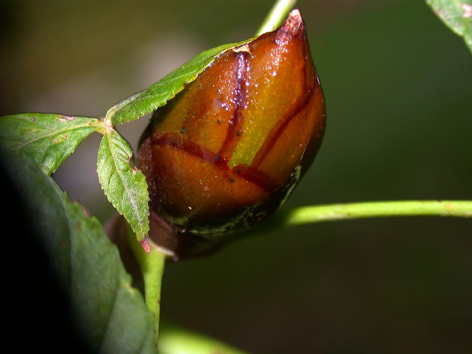 Hippocastanaceae Aesculus 