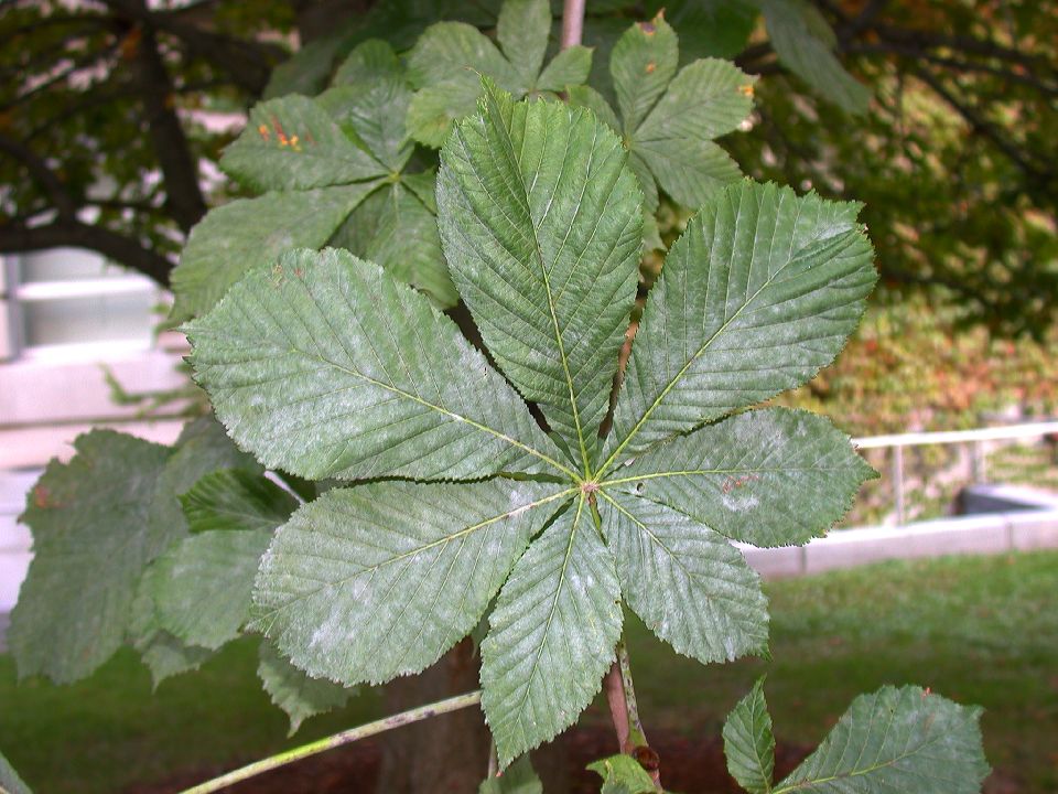 Hippocastanaceae Aesculus 