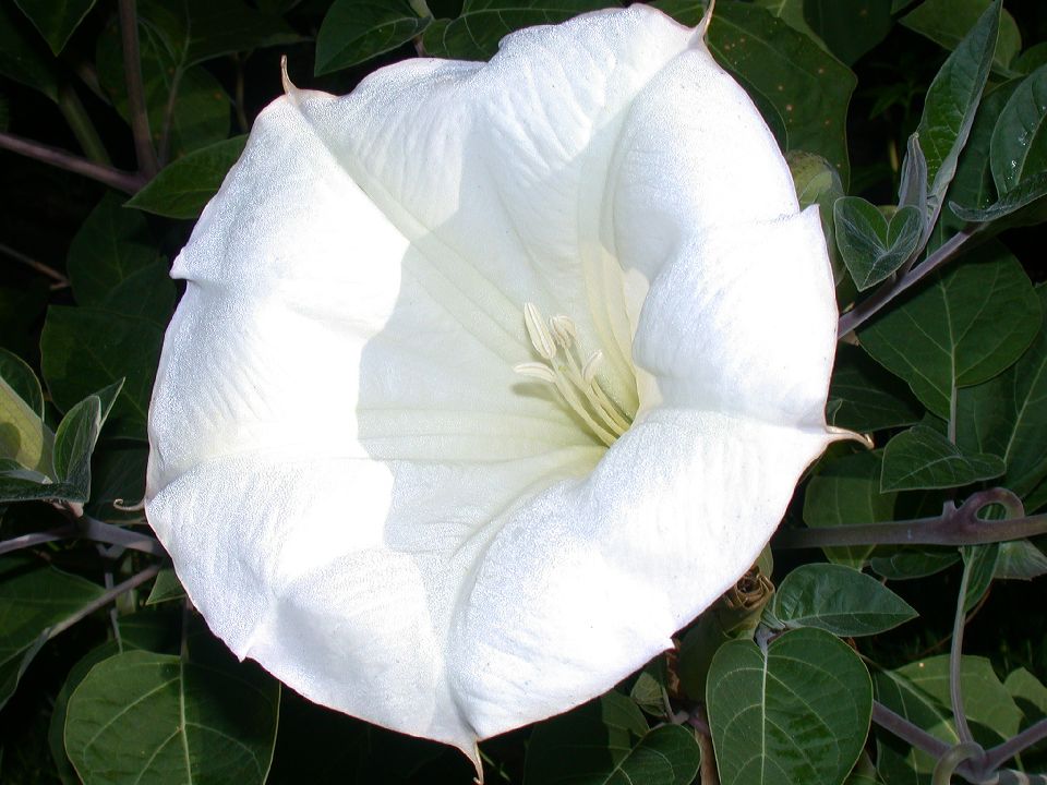 Solanaceae Datura 