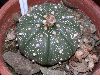 image of Astrophytum asterias