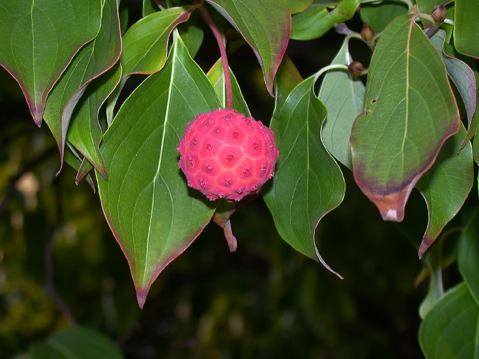 Cornaceae Cornus kousa