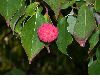image of Cornus kousa