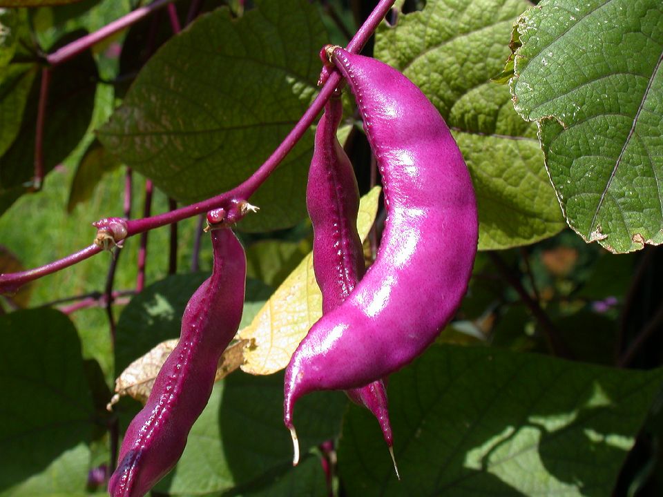 Fabaceae Lablab purpureus