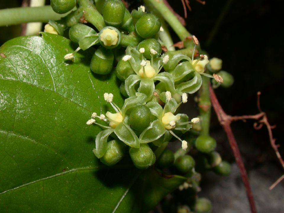 Vitaceae Parthenocissus tricuspidata