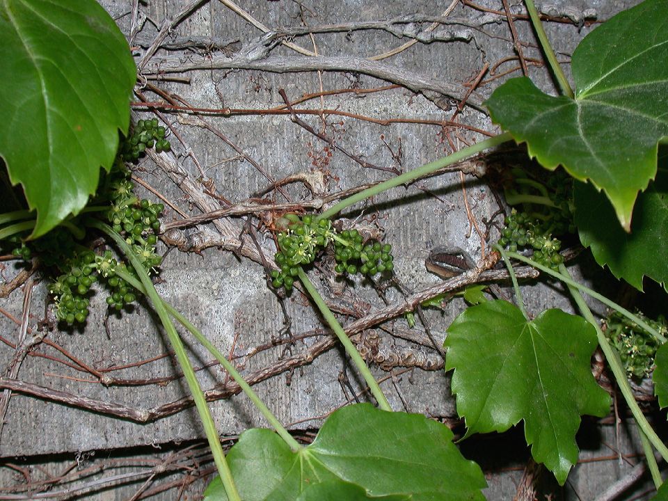 Vitaceae Parthenocissus tricuspidata