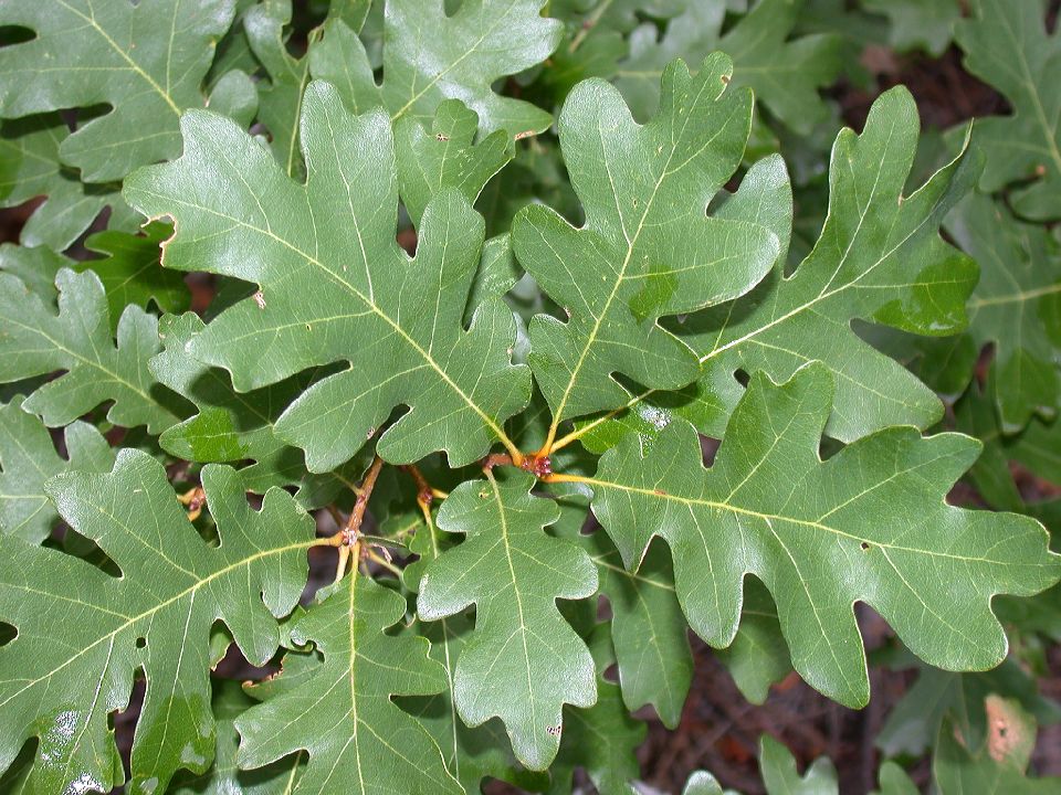 Fagaceae Quercus gambelii
