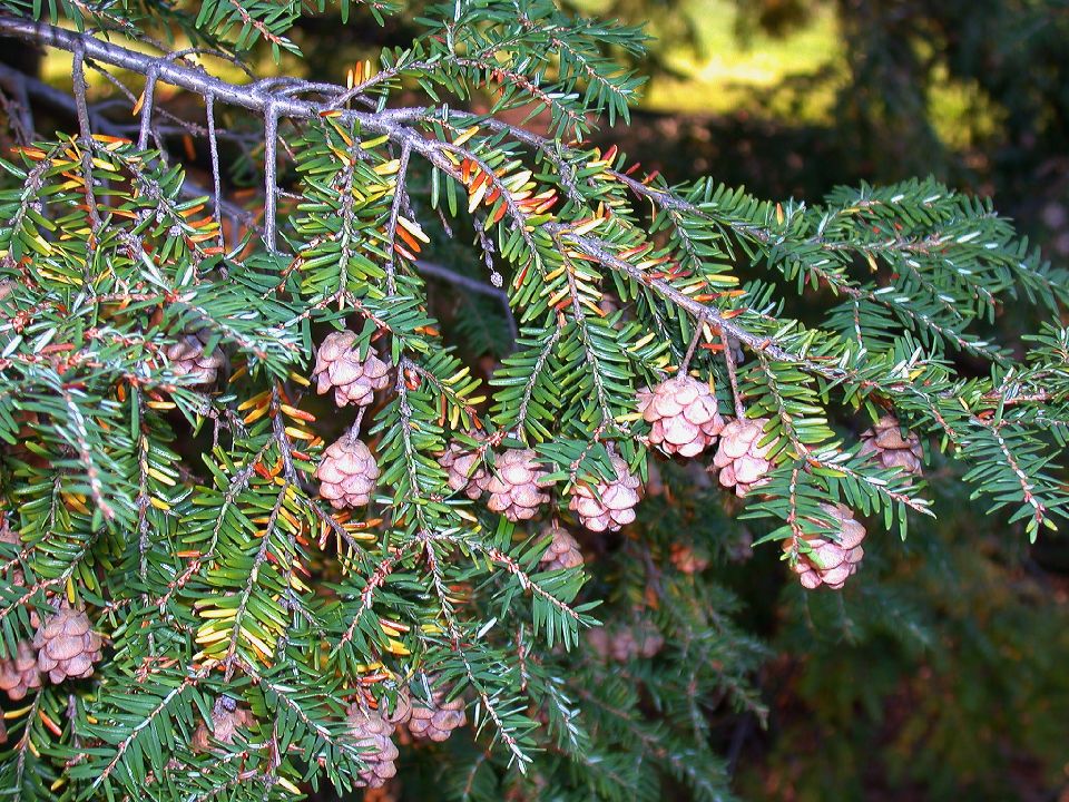 Pinaceae Tsuga canadensis