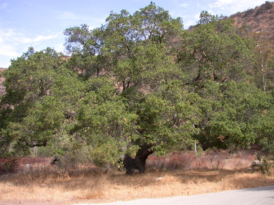 Fagaceae Quercus agrifolia