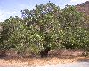 image of Quercus agrifolia