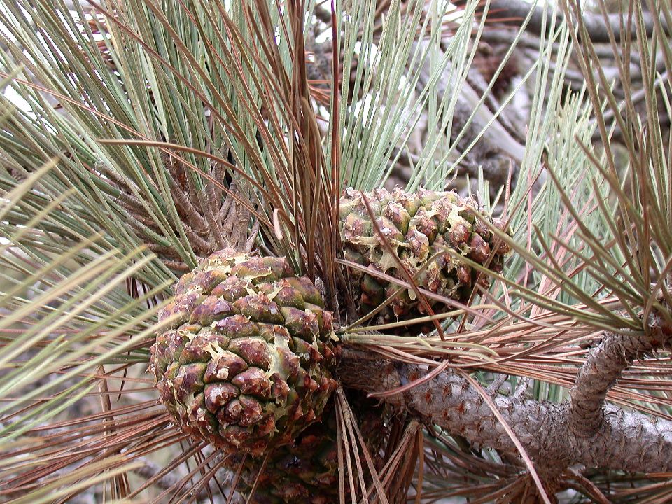 Pinaceae Pinus torreyana