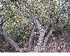 image of Quercus dumosa