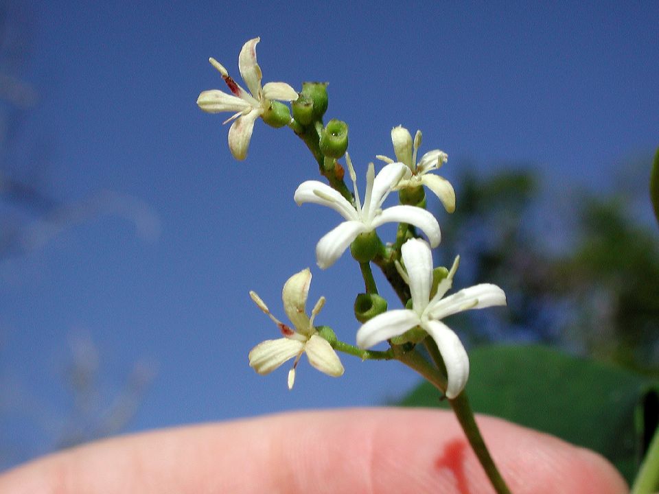 Rubiaceae Erithalis fruticosa