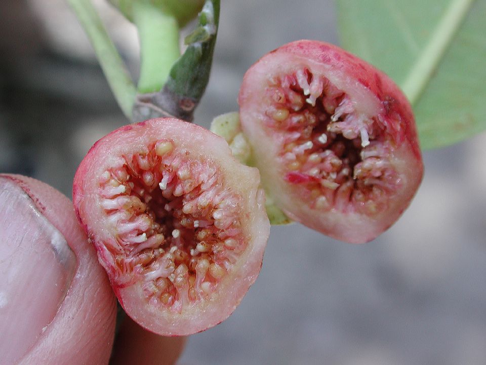 Moraceae Ficus trigonata