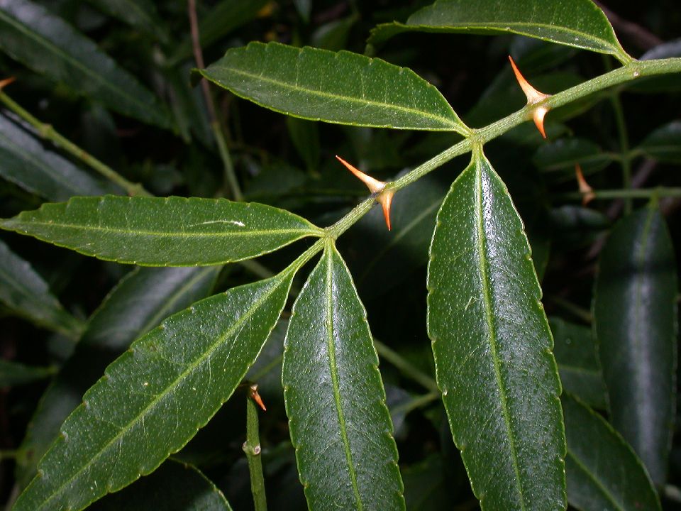 Rutaceae Fagara coco