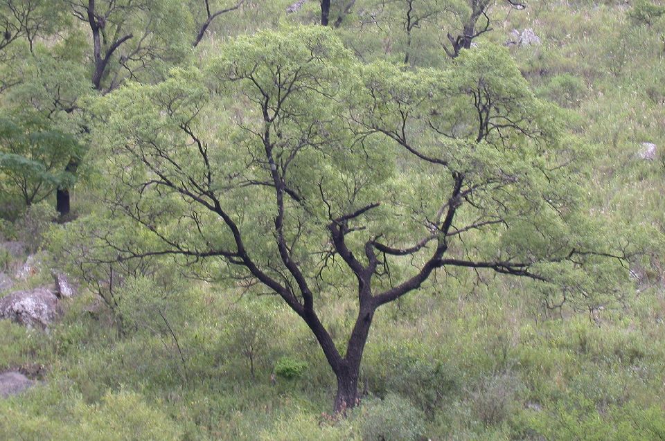 Anacardiaceae Schinopsis balansae