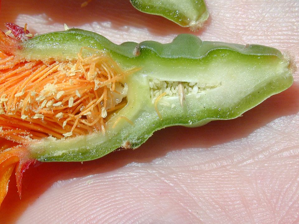 Cactaceae Opuntia 