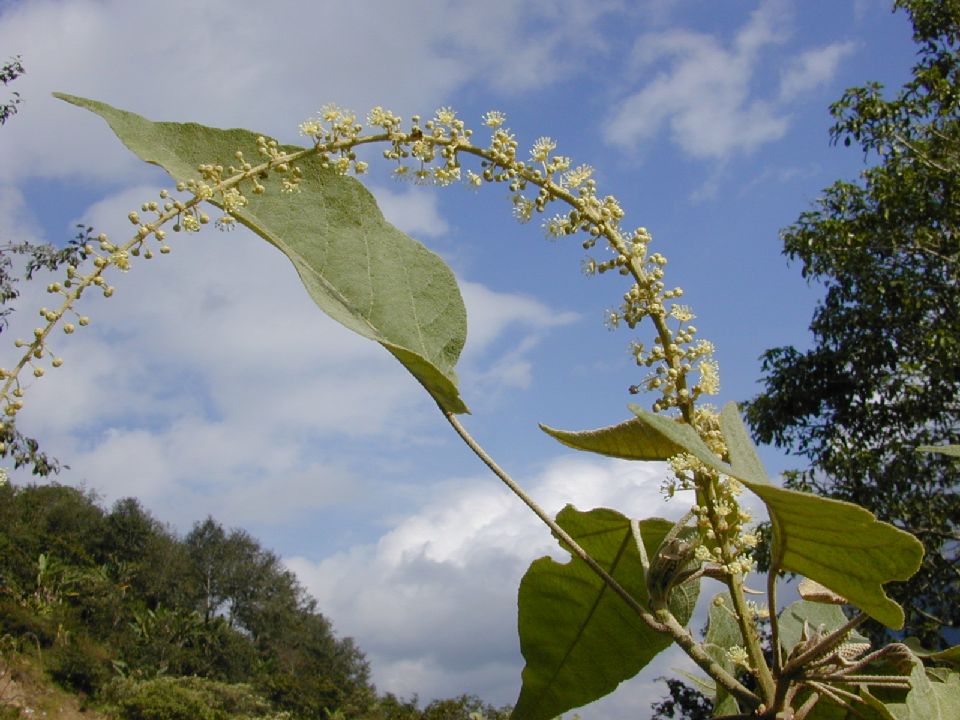 Euphorbiaceae Croton draco