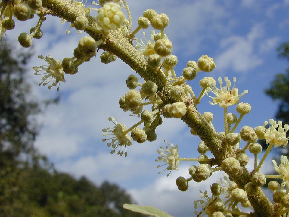 Euphorbiaceae Croton 