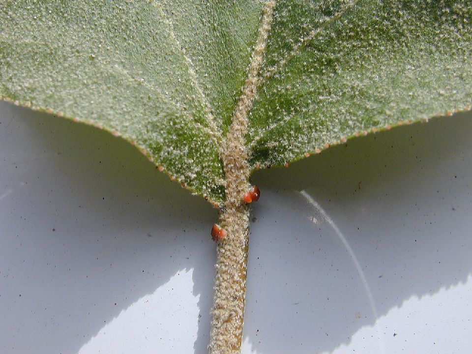 Euphorbiaceae Croton 