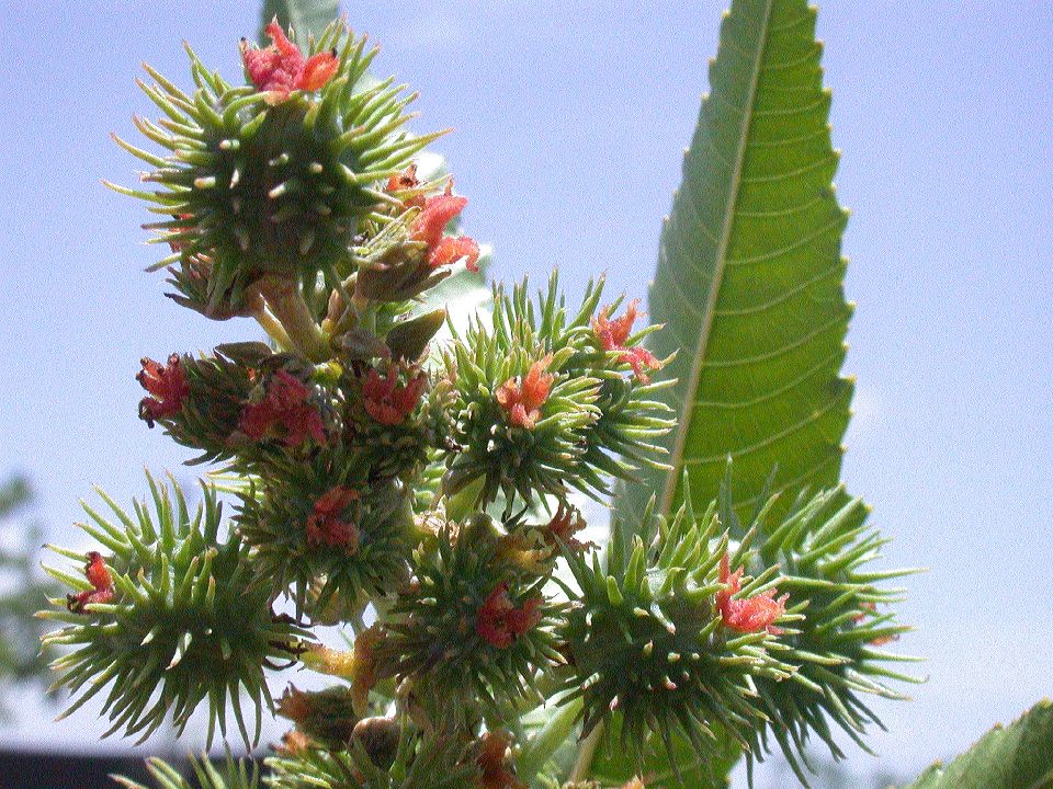 Euphorbiaceae Ricinus communis