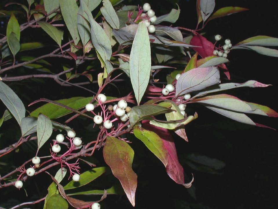 Cornaceae Cornus racemosa