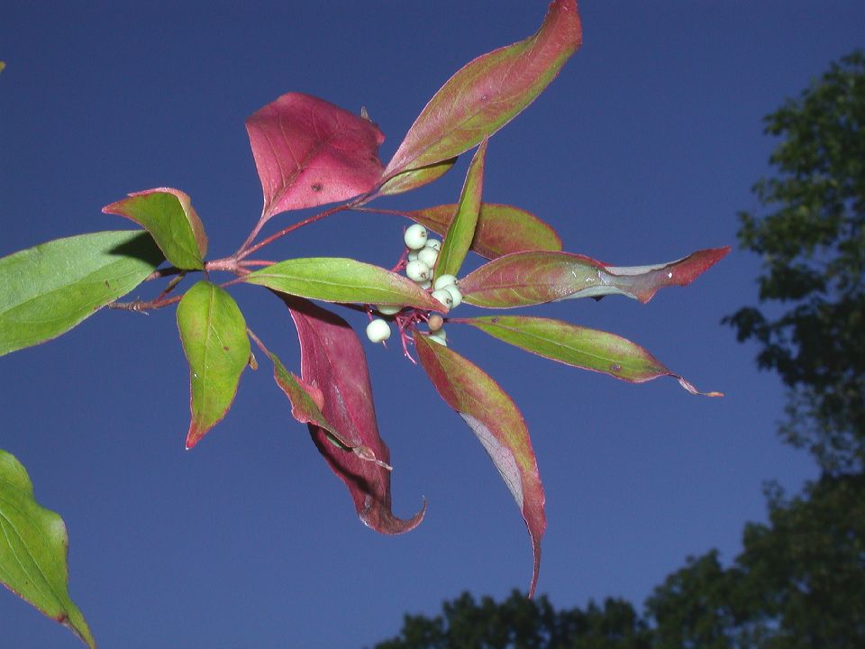 Cornaceae Cornus racemosa