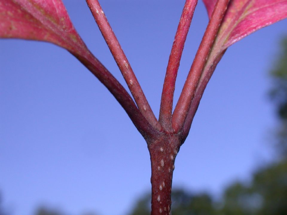 Cornaceae Cornus racemosa