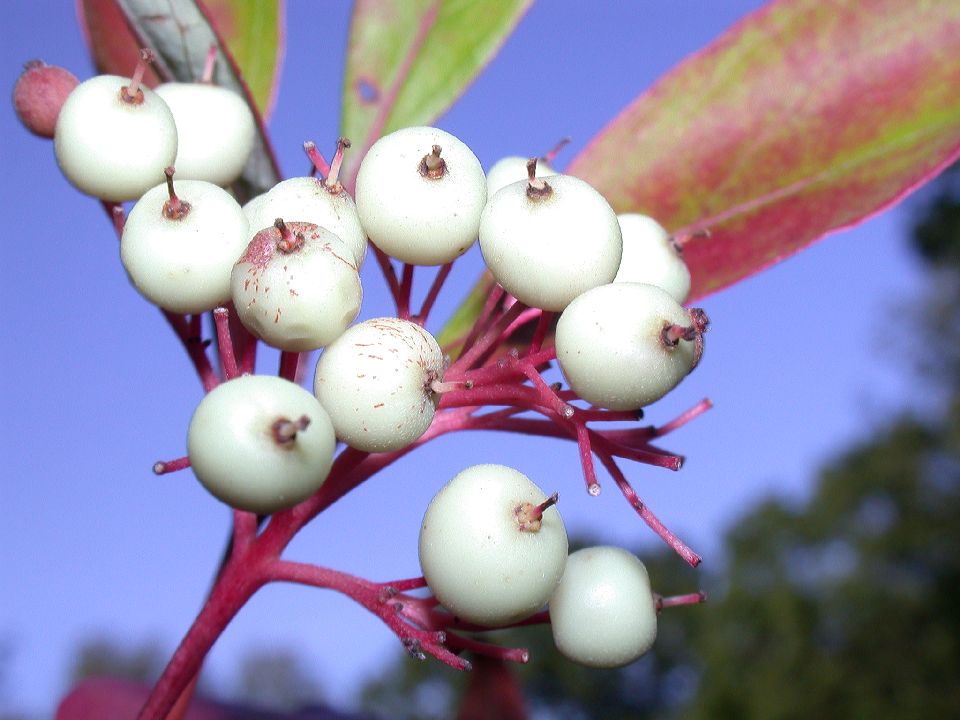 Cornaceae Cornus racemosa