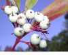image of Cornus racemosa