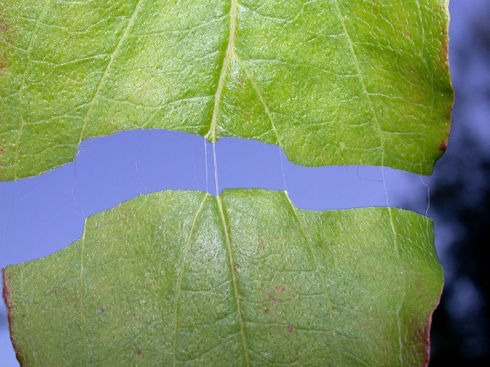 Cornaceae Cornus racemosa