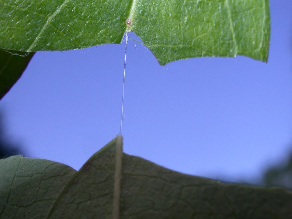 Cornaceae Cornus racemosa
