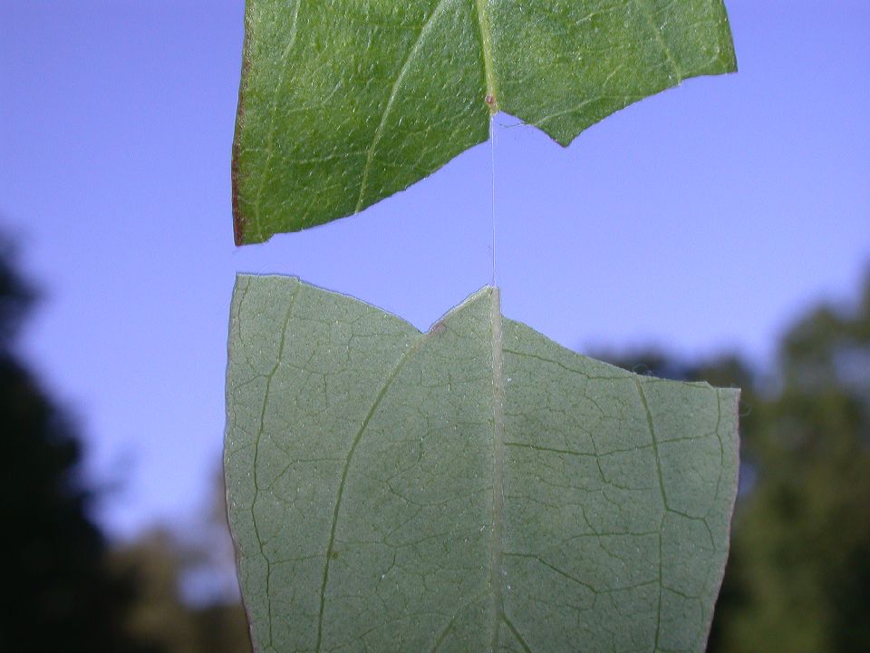 Cornaceae Cornus racemosa